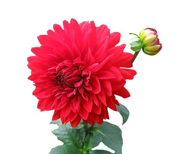 Dahlia Flower
