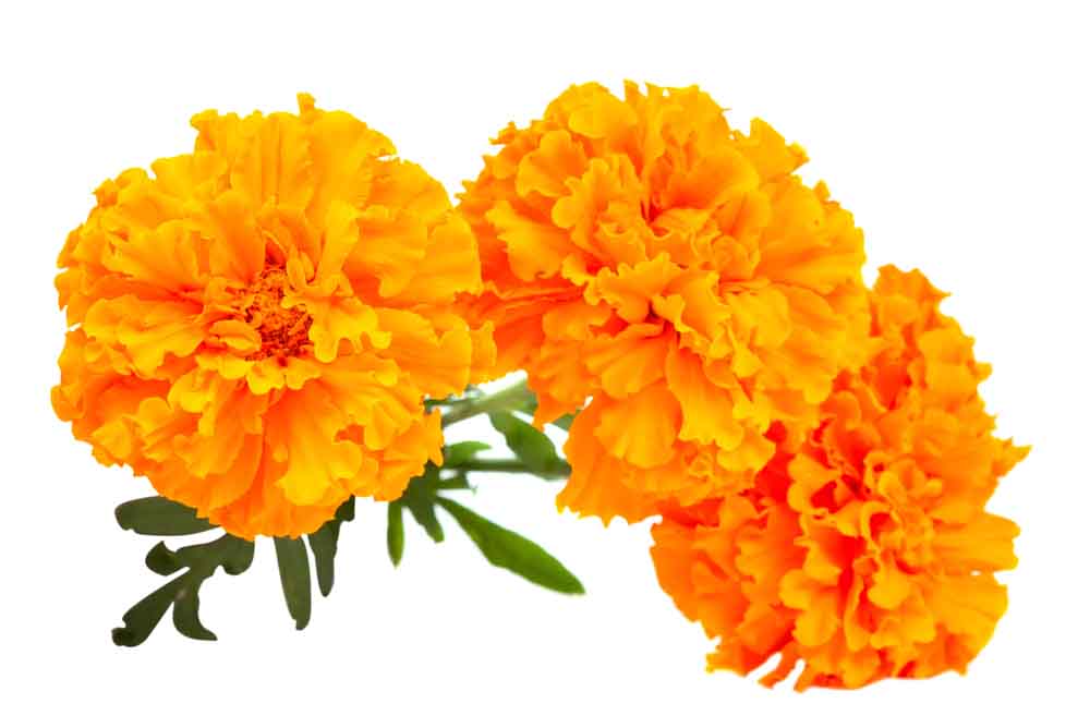 Marigold   Narangi