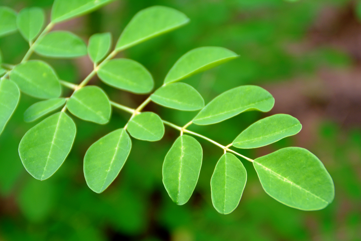 Moringa
