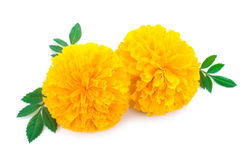 Marigold Yellow