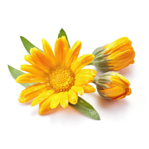 Calendula
