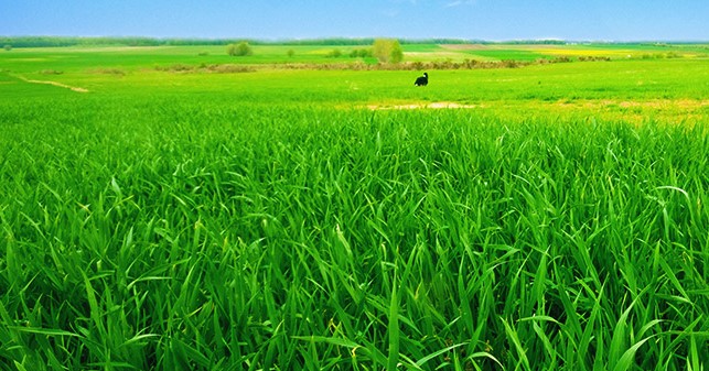 Mass Grass-Massgrass03