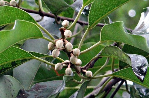 Mimusops Eleugi-Mimusops Eleugi03